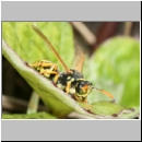 Polistes dominula - Haus-Feldwespe m06.jpg